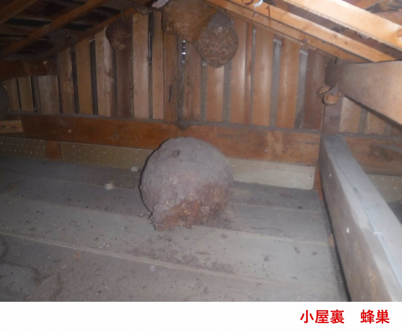 滋賀県大津市国分で屋根工事中に小屋裏清掃ハチの巣撤去を実施致しました